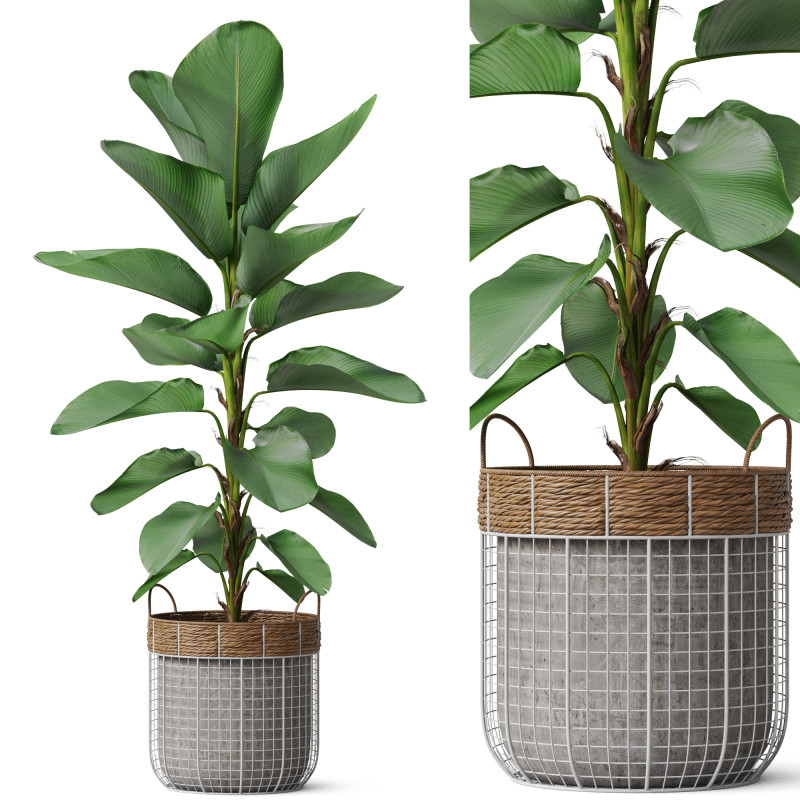 Plants collection 801 Model 3D .c4d .max .obj .3ds .fbx .stl .blend