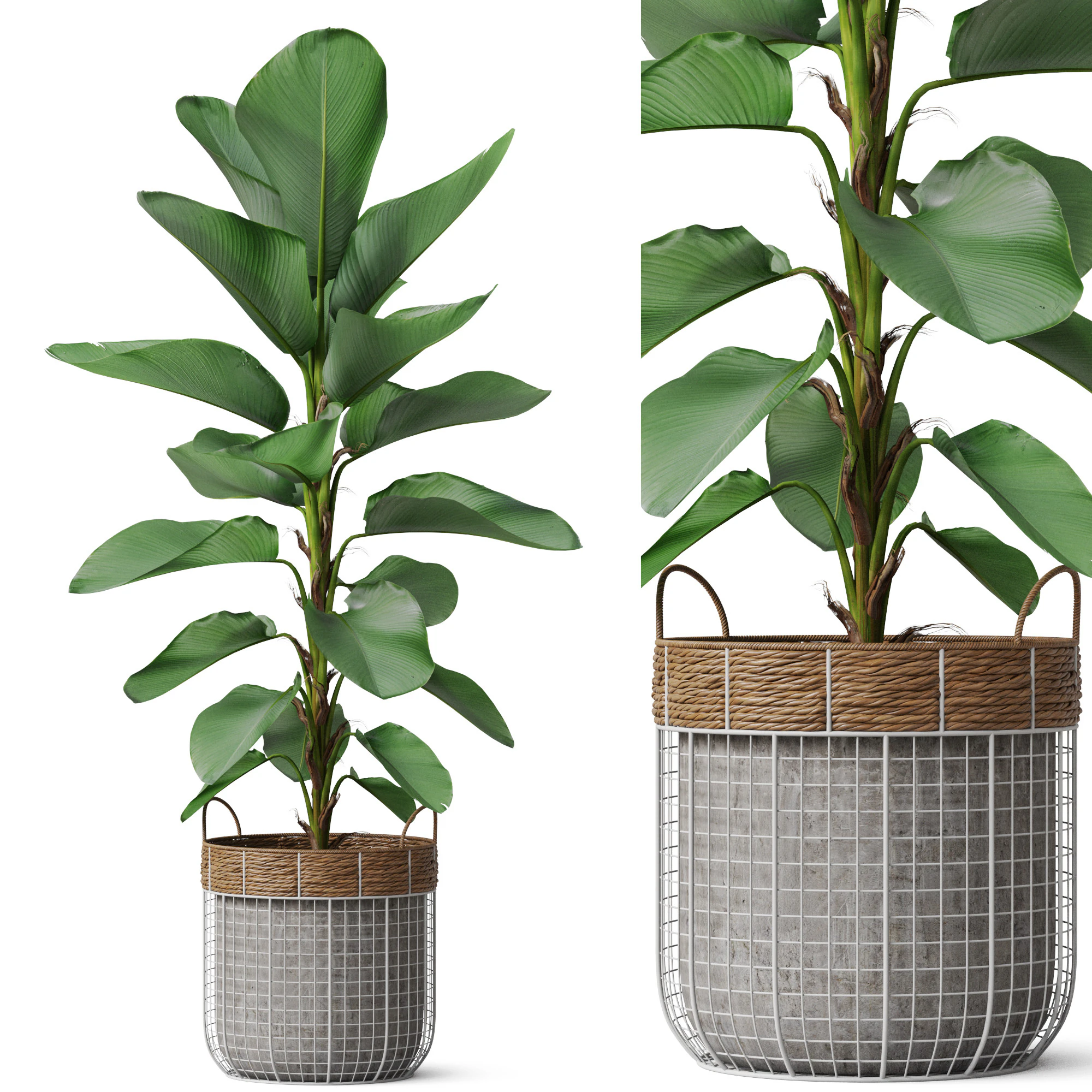 Plants collection 801 3D Model .c4d .max .obj .3ds .fbx .stl .blend 