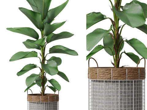 Коллекция растений 801 3D Модель