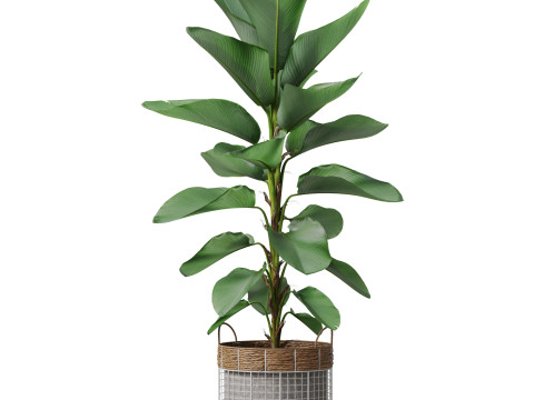 Plants collection 801 Model 3D