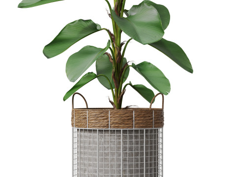Plants collection 801 Model 3D
