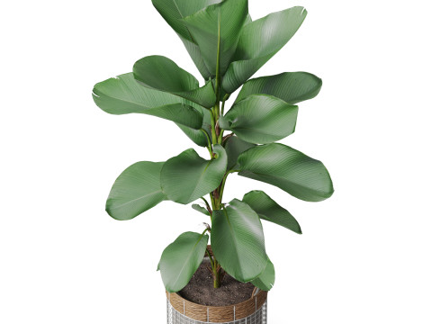 Plants collection 801 Model 3D