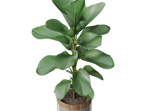 Plants collection 801 3D Model