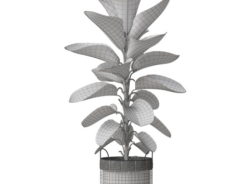 Plants collection 801 Model 3D