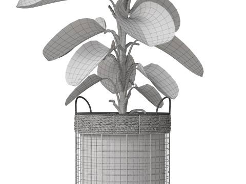 Plants collection 801 Model 3D