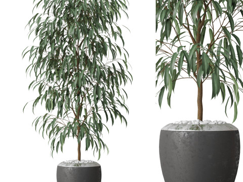 Plants collection 802 3Dモデル