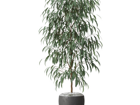 Plants collection 802 Modelo 3D