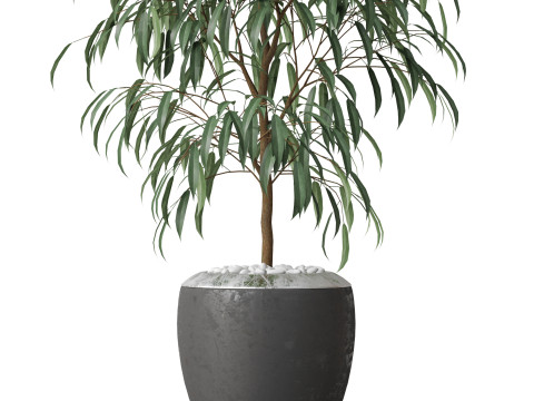 Plants collection 802 Modelo 3D