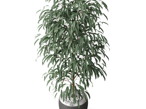 Plants collection 802 Modelo 3D