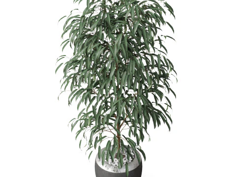 Plants collection 802 3D Model