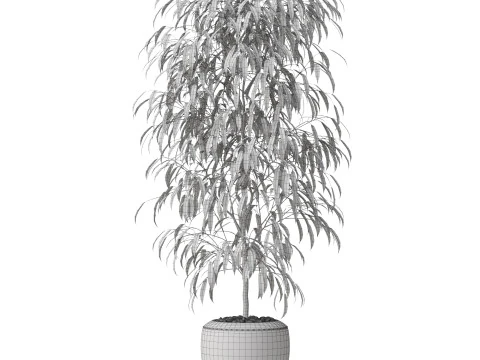 Plants collection 802 3D Model