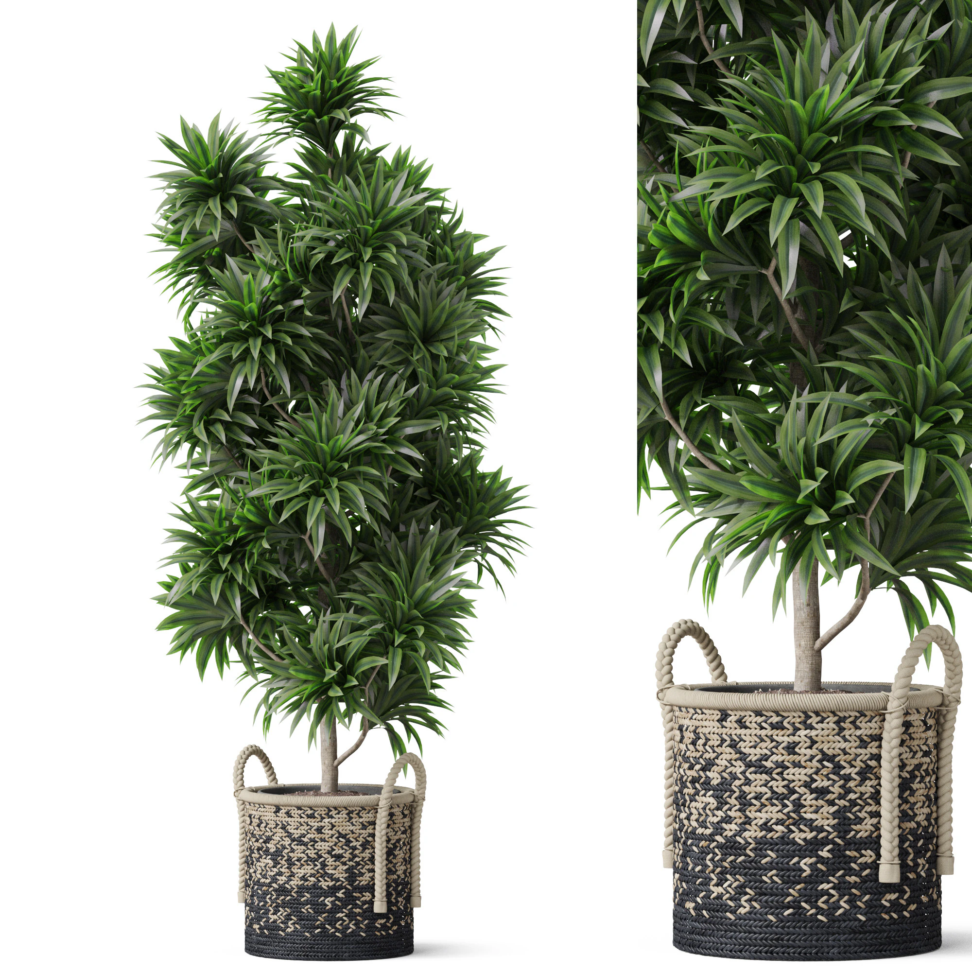 Plants collection 803 3D Model .c4d .max .obj .3ds .fbx .stl .blend 