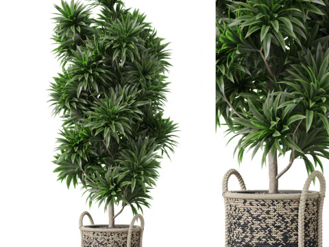 Коллекция растений 803 3D Модель