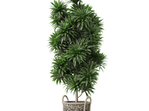 Plants collection 803 3D Model