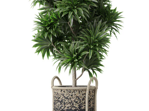 Plants collection 803 3D Model