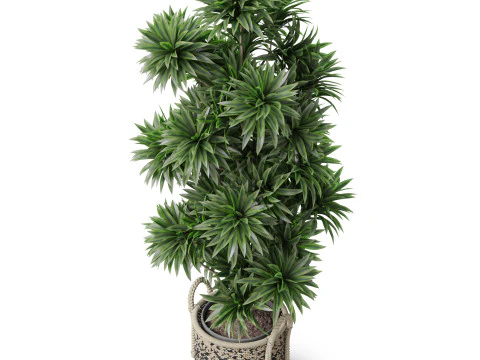 Plants collection 803 3D Model