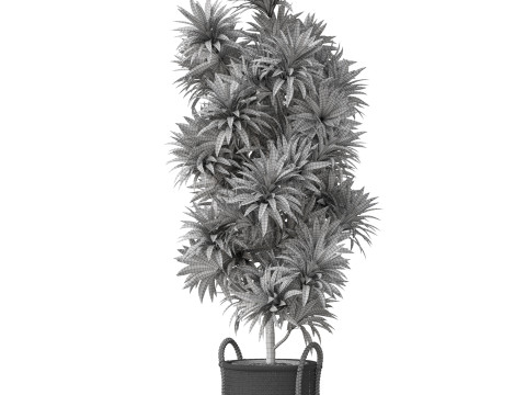 Plants collection 803 Modelo 3D