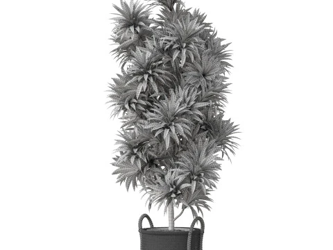 Plants collection 803 3D Model