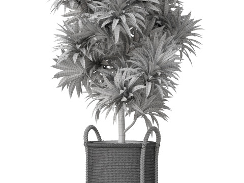 Plants collection 803 Modelo 3D
