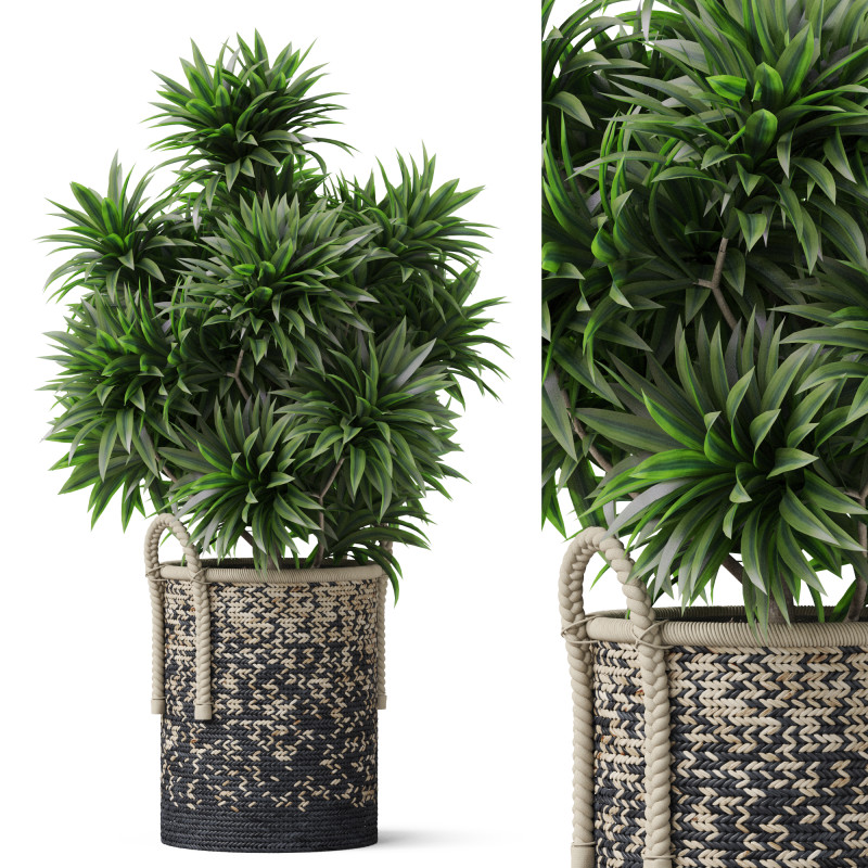 Plants collection 804 3D 模型 .c4d .max .obj .3ds .fbx .stl .blend