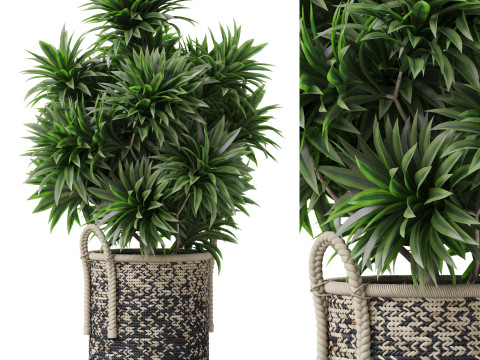 Plants collection 804 3Dモデル