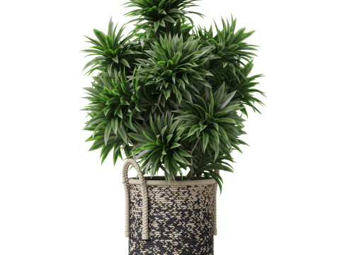 Plants collection 804 3D 模型