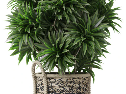 Plants collection 804 3D Model
