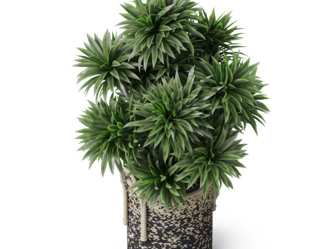Plants collection 804 3D 模型