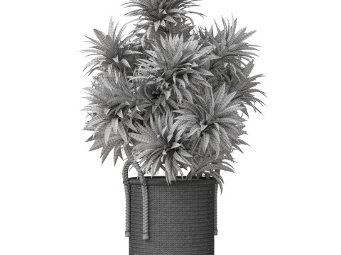 Plants collection 804 3D 模型