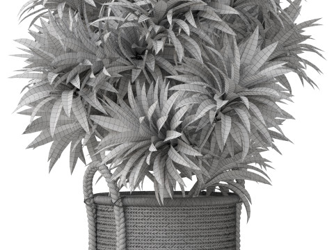 Plants collection 804 3D 模型