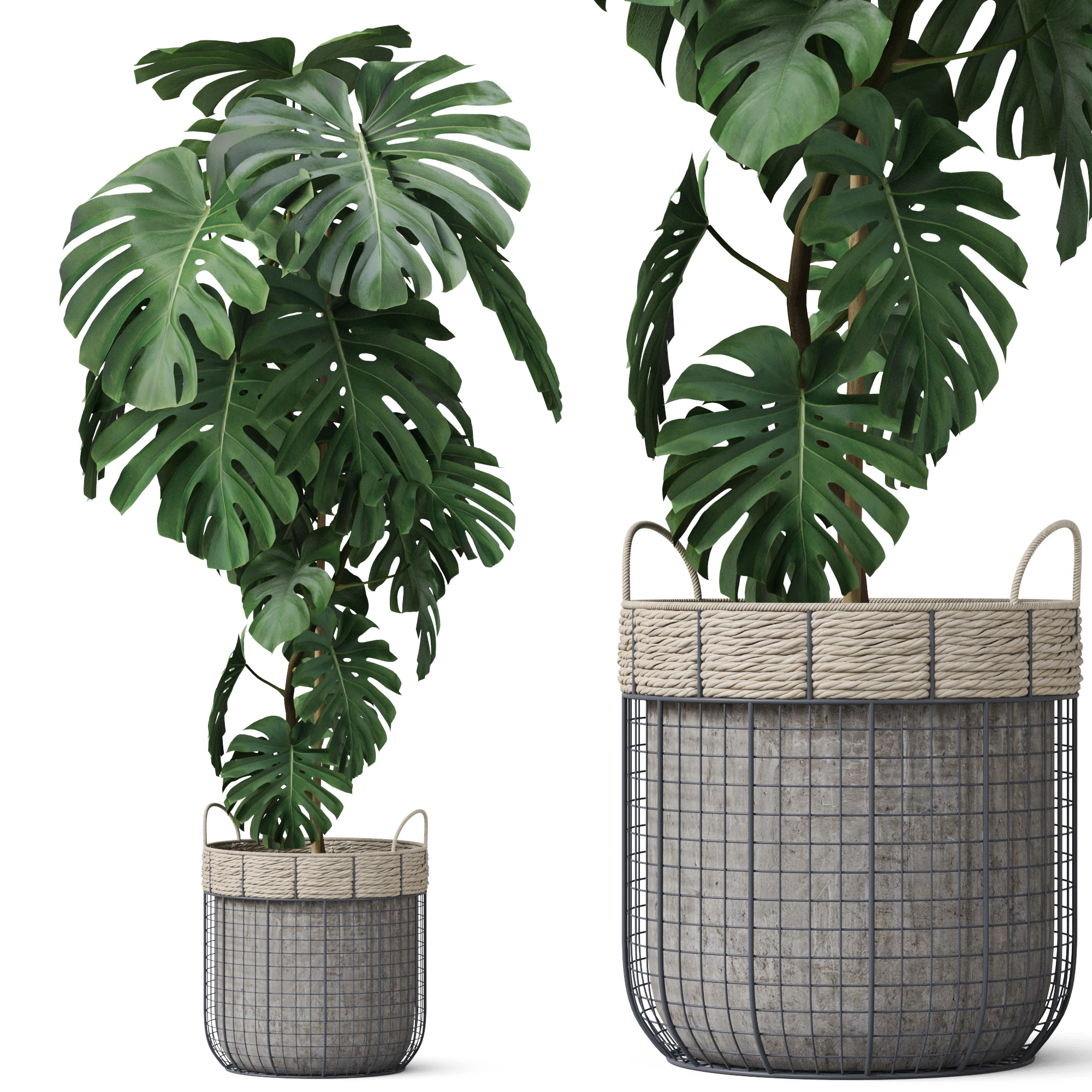 Plants collection 805 3D Model .c4d .max .obj .3ds .fbx .stl .blend 
