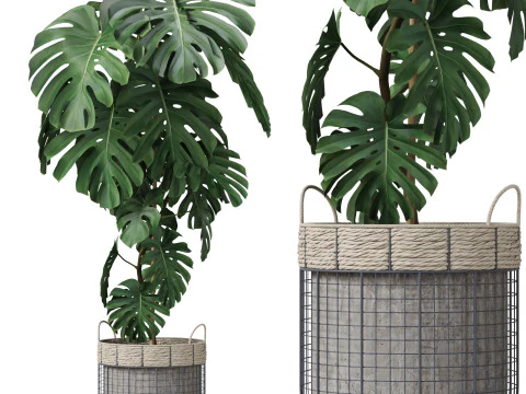 Colecci&oacute;n de plantas 805 Modelo 3D