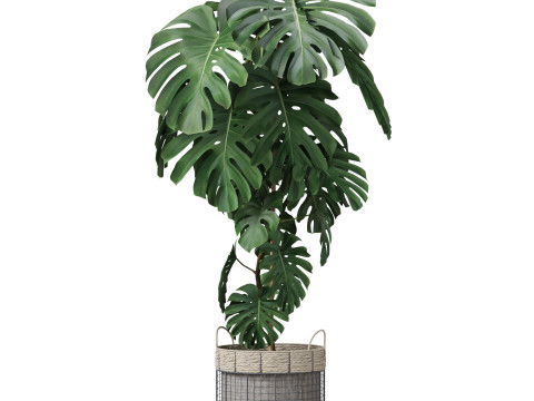 Plants collection 805 3D Модель