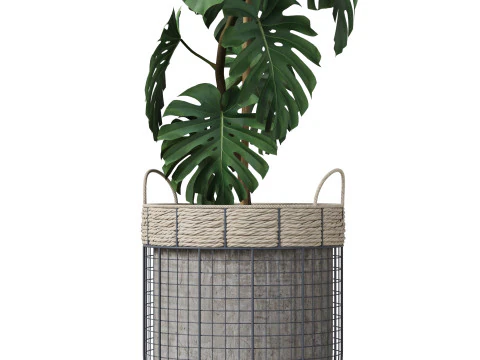 Plants collection 805 3D Model