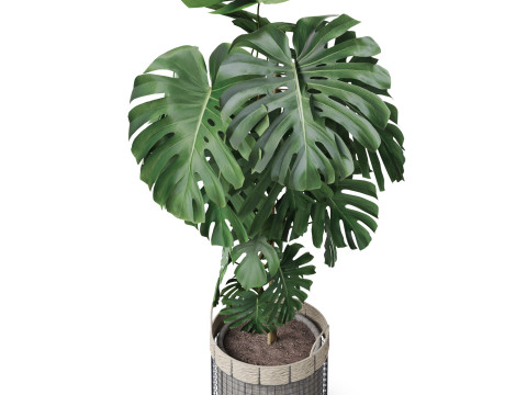 Plants collection 805 3D Модель