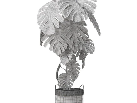 Plants collection 805 3D Model