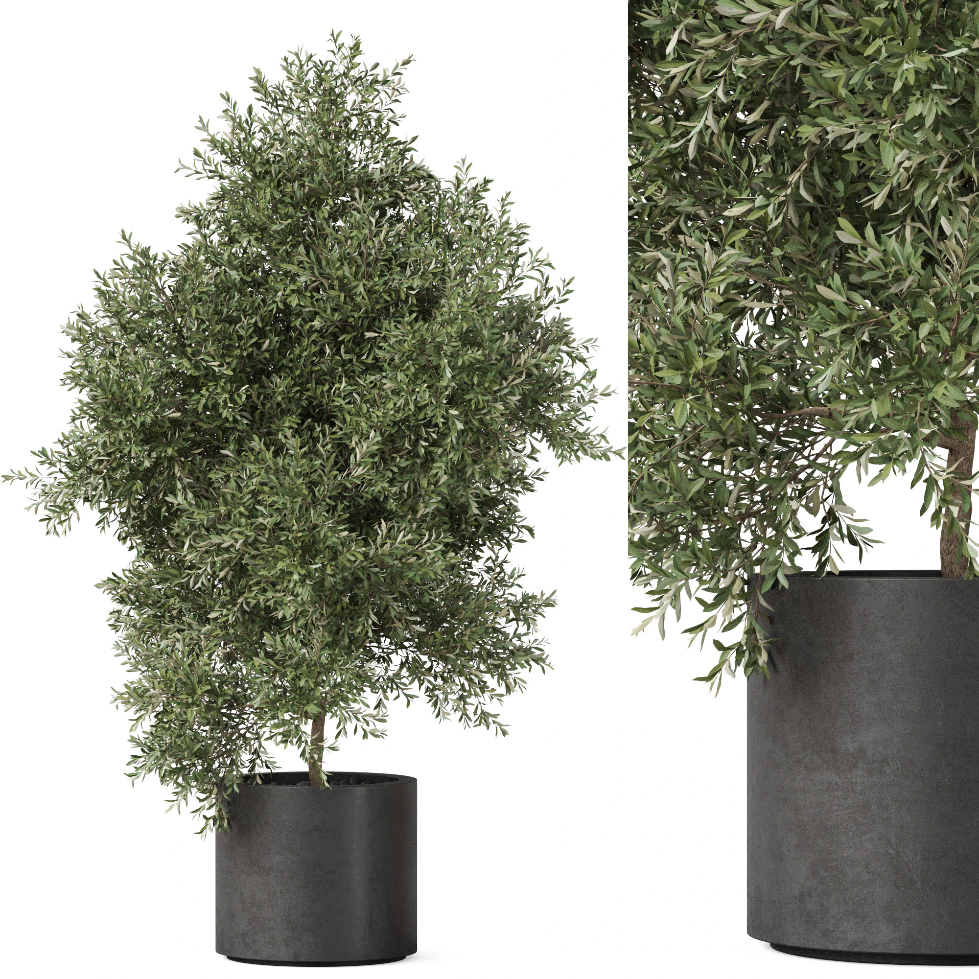 Plants collection 806 3D Model .c4d .max .obj .3ds .fbx .stl .blend 