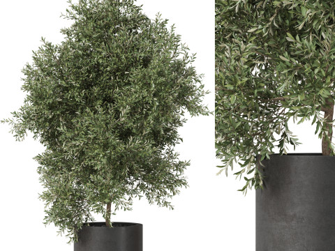 Plants collection 806 3Dモデル