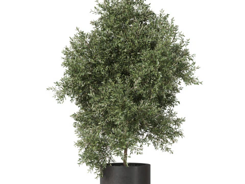 Plants collection 806 3D Model