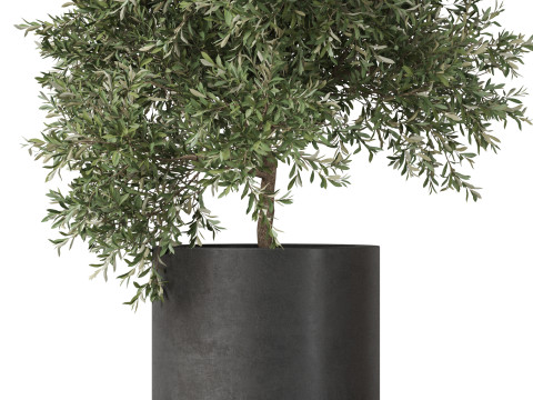 Plants collection 806 Model 3D