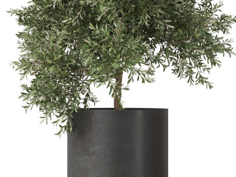 Plants collection 806 3D Model