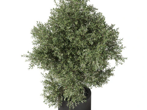 Plants collection 806 3D Model