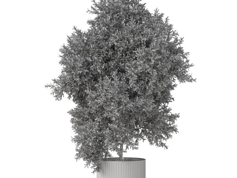 Plants collection 806 Model 3D