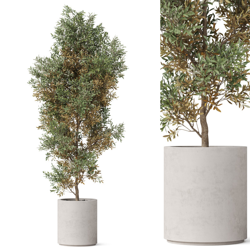 Plants collection 807 3D Модель .c4d .max .obj .3ds .fbx .stl .blend