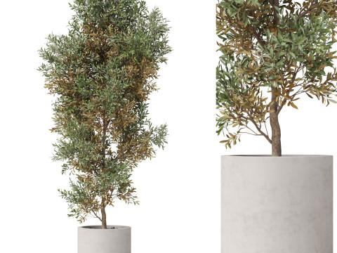 Plants collection 807 3Dモデル