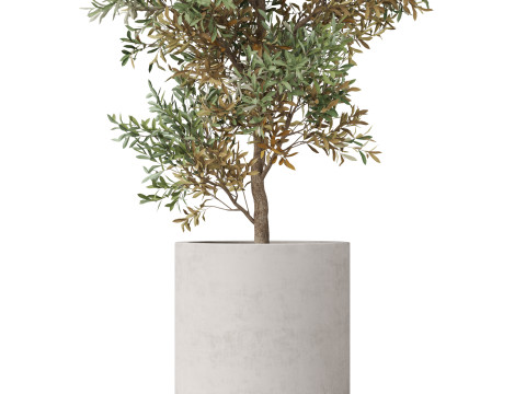 Plants collection 807 3D Модель