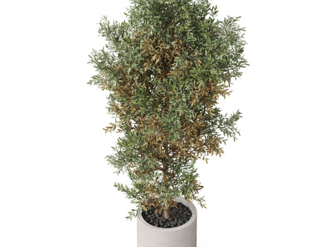 Plants collection 807 3D Модель
