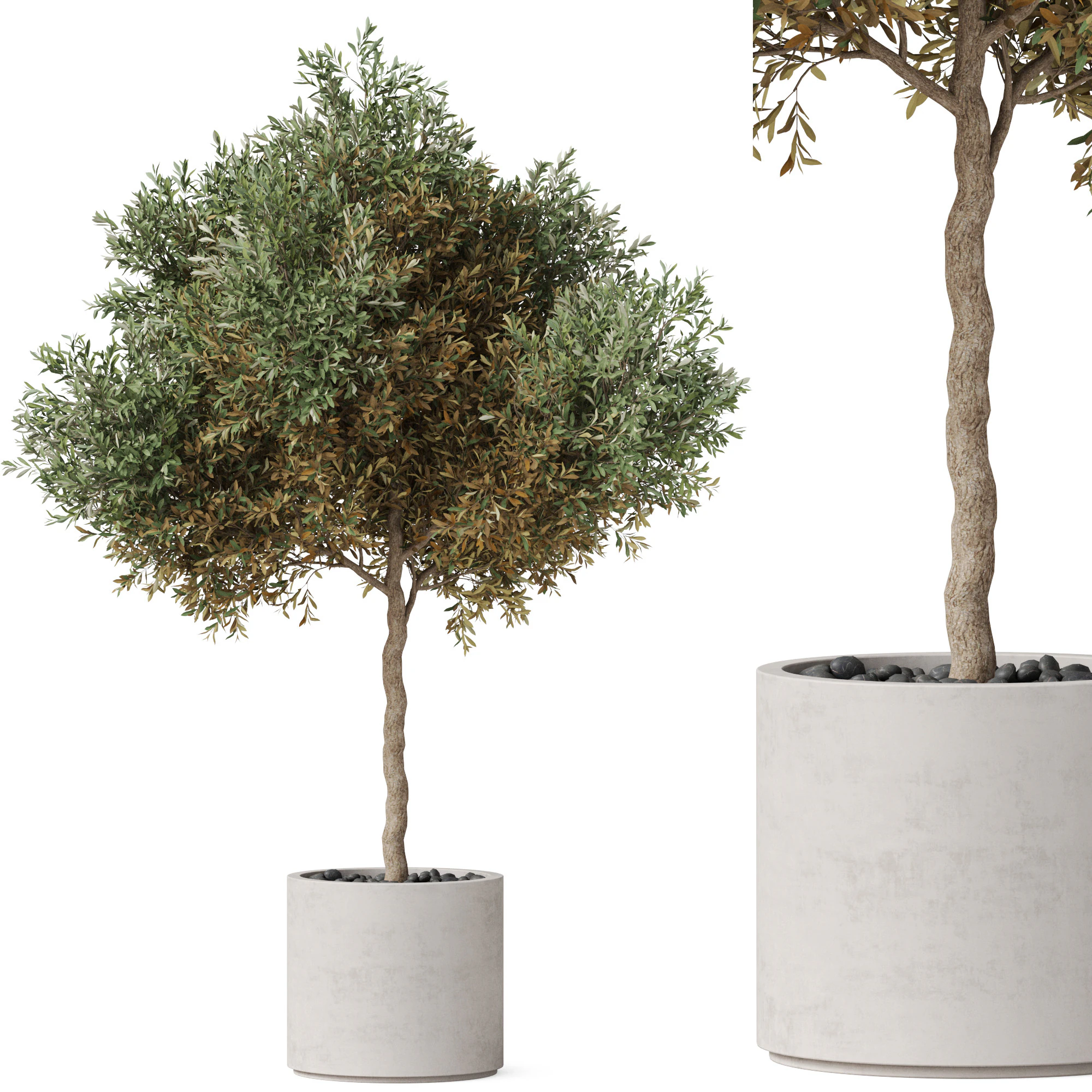 Plants collection 808 3D Model .c4d .max .obj .3ds .fbx .stl .blend 
