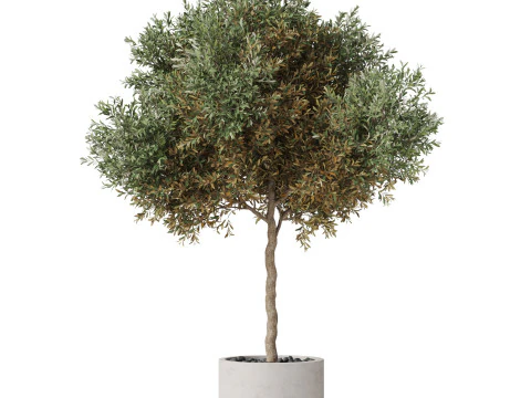 Plants collection 808 3D Model