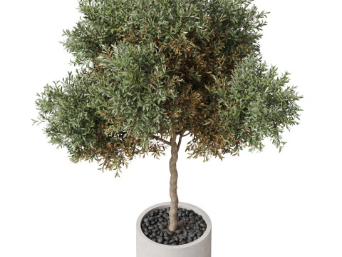 Plants collection 808 3D Model